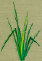 Long Grass Systems